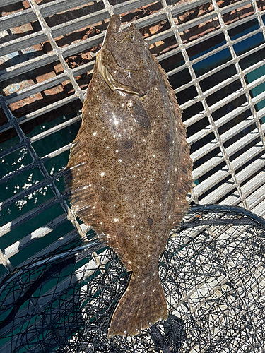 ヒラメの釣果