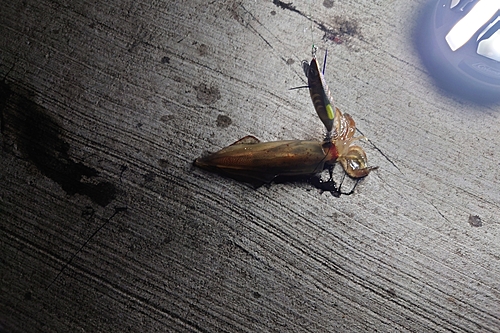 ヤリイカの釣果