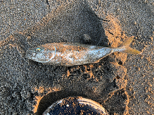 ワカシの釣果