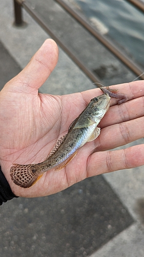 ハゼの釣果