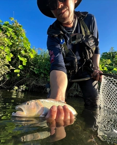 ハスの釣果