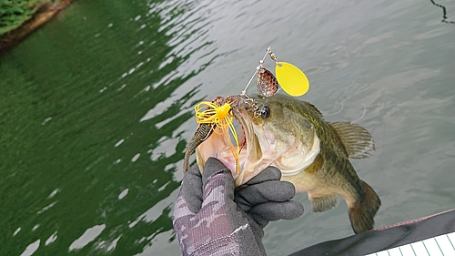 ラージマウスバスの釣果