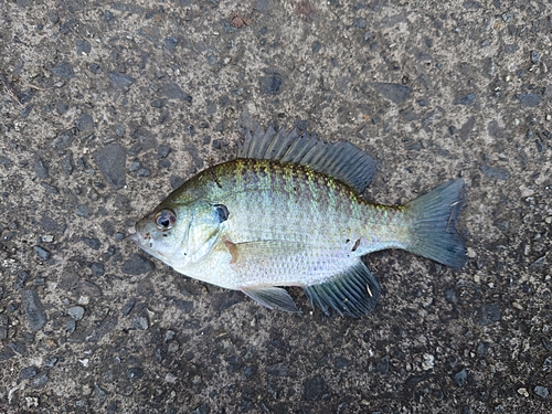 ブルーギルの釣果