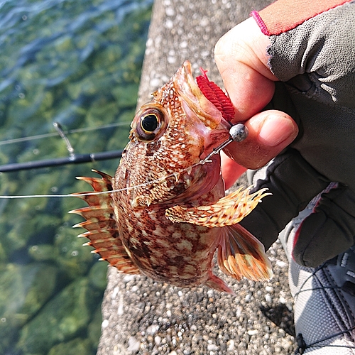 アラカブの釣果