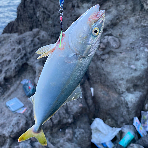 ワカシの釣果