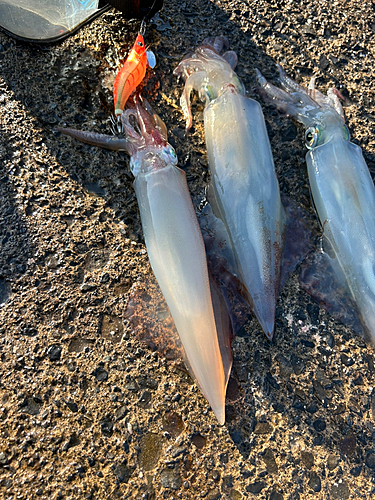 ケンサキイカの釣果