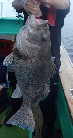 ツチホゼリの釣果