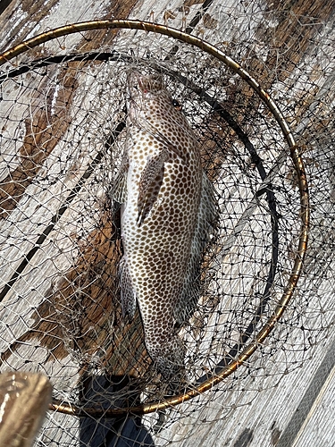 オオモンハタの釣果