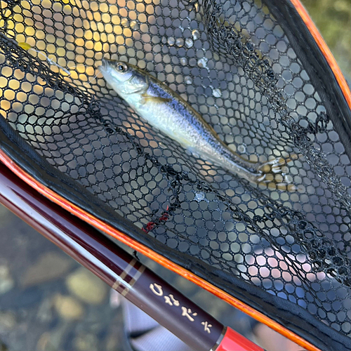 タカハヤの釣果