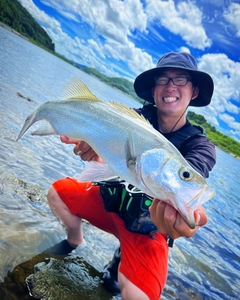 ヒラスズキの釣果