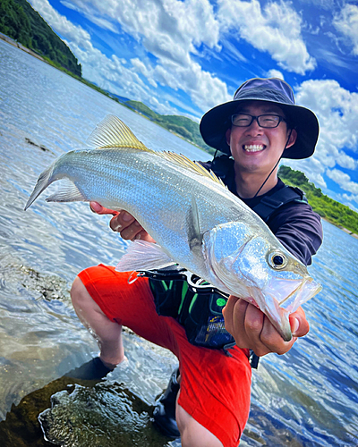 ヒラスズキの釣果