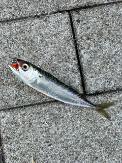 サバの釣果