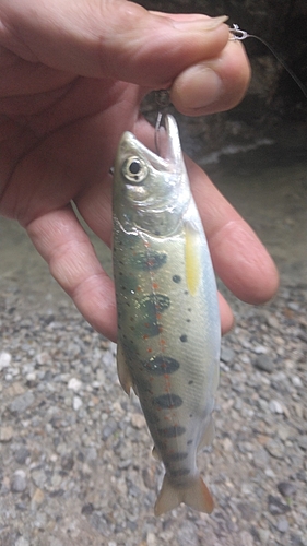 アマゴの釣果