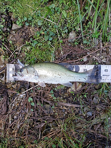 ブラックバスの釣果