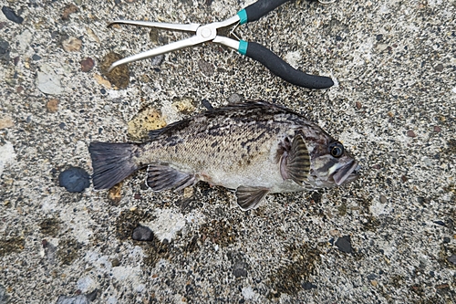 クロソイの釣果