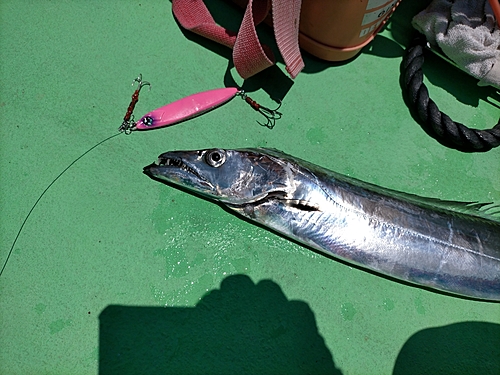 タチウオの釣果