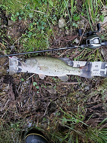 ブラックバスの釣果