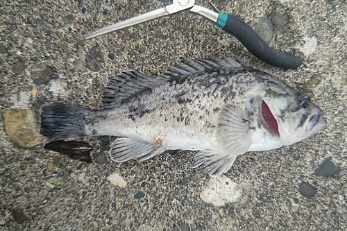 クロソイの釣果