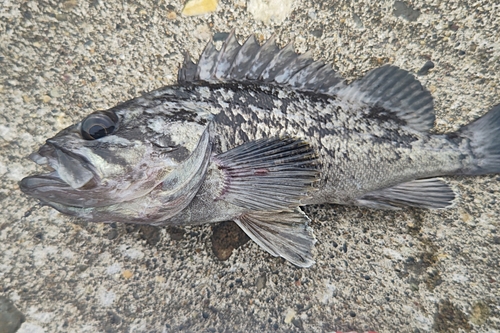 クロソイの釣果