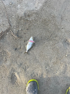 ショゴの釣果
