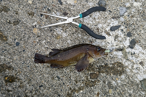 エゾメバルの釣果