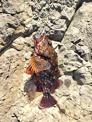 カサゴの釣果