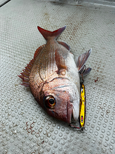 マダイの釣果