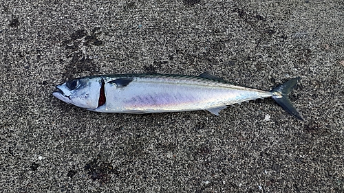 サバの釣果