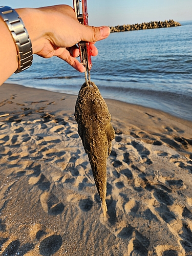 マゴチの釣果