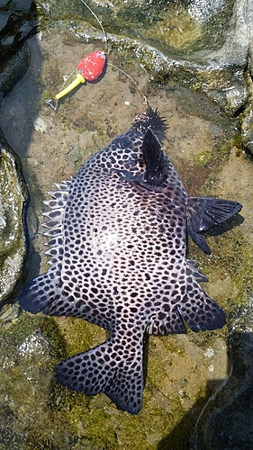 イシガキダイの釣果