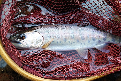 ヤマメの釣果