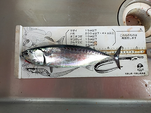 ソウダガツオの釣果