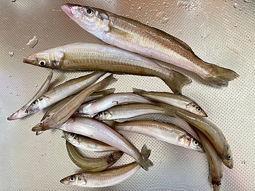 キスの釣果