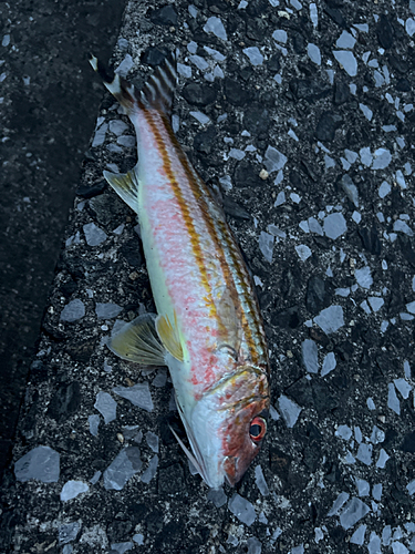 ミナミヒメジの釣果