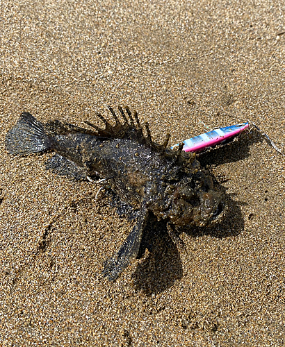 オニオコゼの釣果