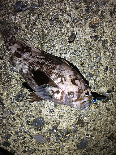 オウゴンムラソイの釣果