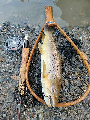 ブラウントラウトの釣果