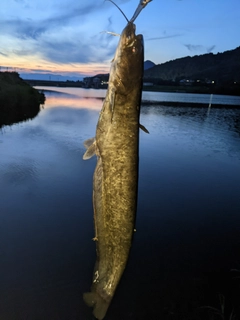 ナマズの釣果