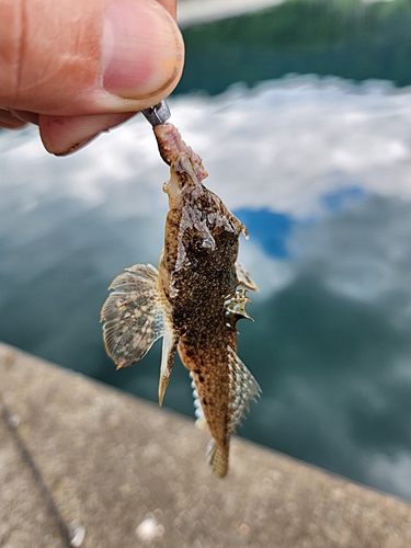 メゴチの釣果