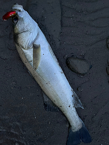 フッコ（マルスズキ）の釣果