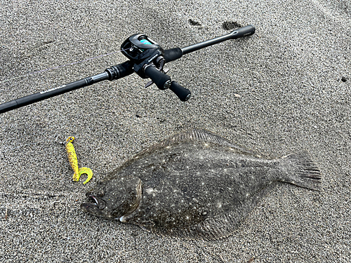 マゴチの釣果