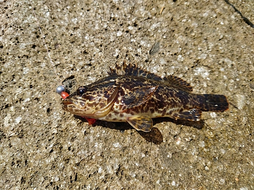 タケノコメバルの釣果