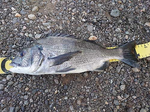 クロダイの釣果