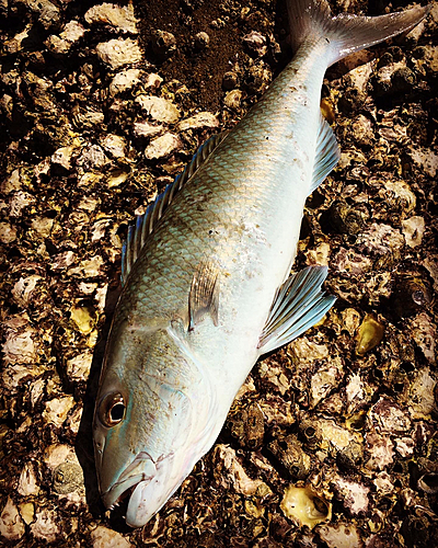 アオチビキの釣果