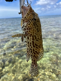 カンモンハタの釣果