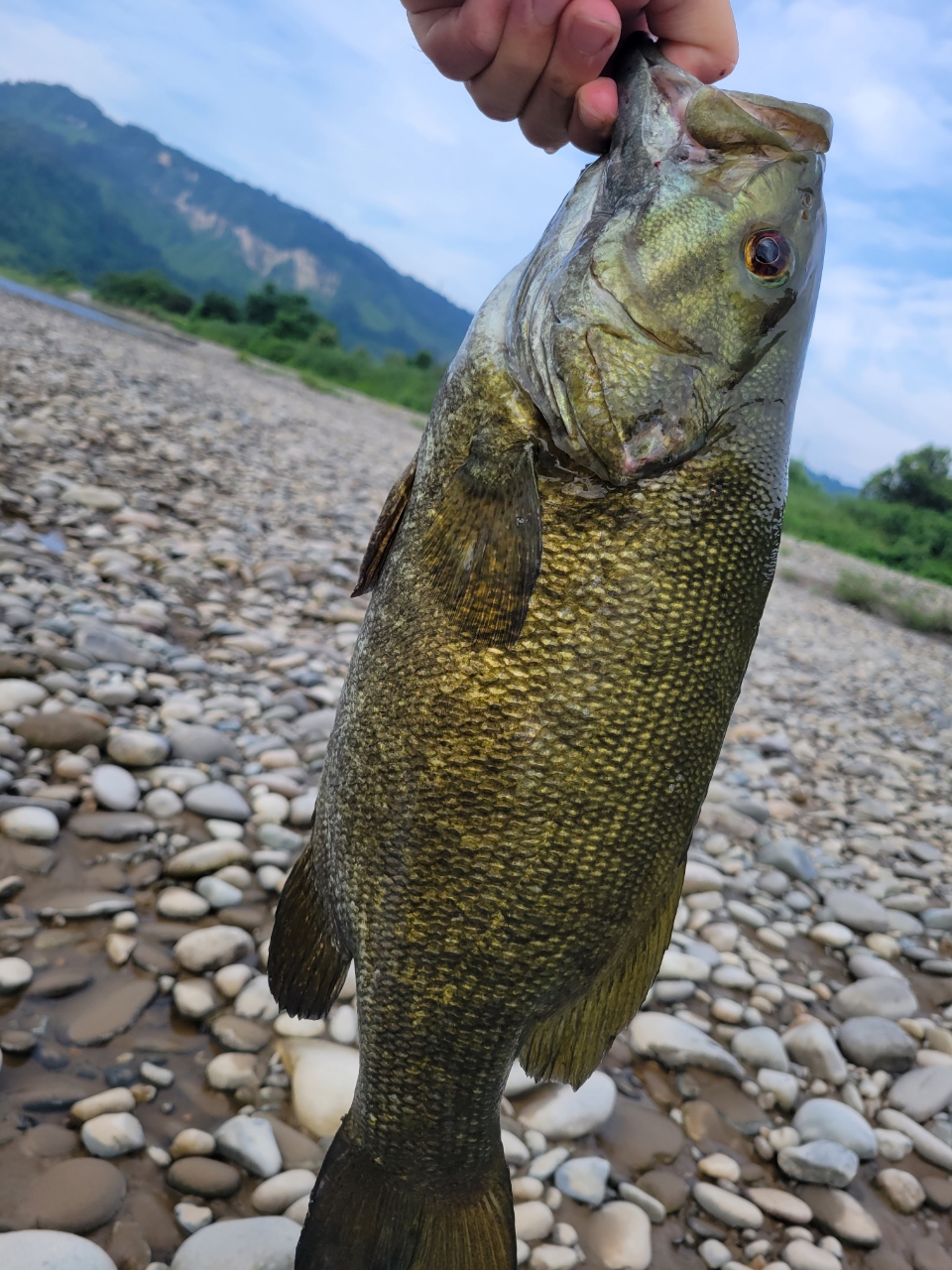 スモールマウスバス