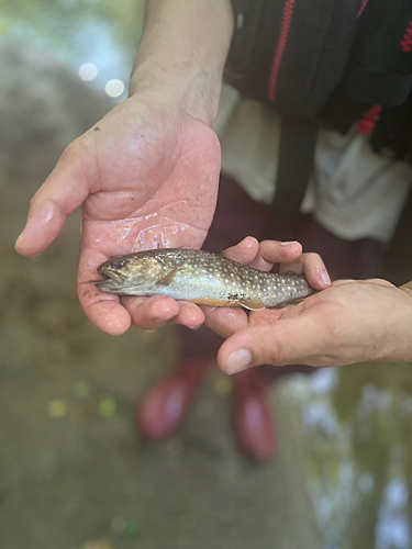 イワナの釣果