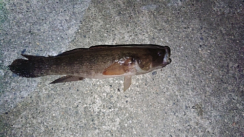 カワアナゴの釣果