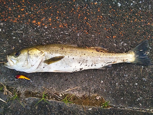 シーバスの釣果