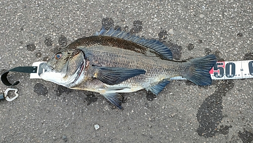 チヌの釣果